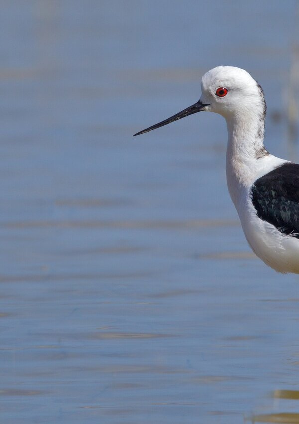 perna_longa_himantopus_himantopus_andreas_trepte_