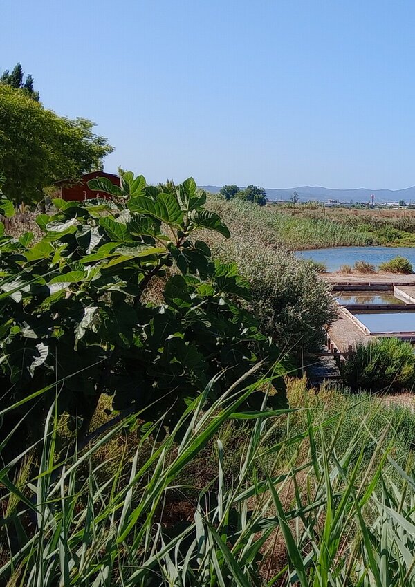 2709_visita_guiada_ao_sitio