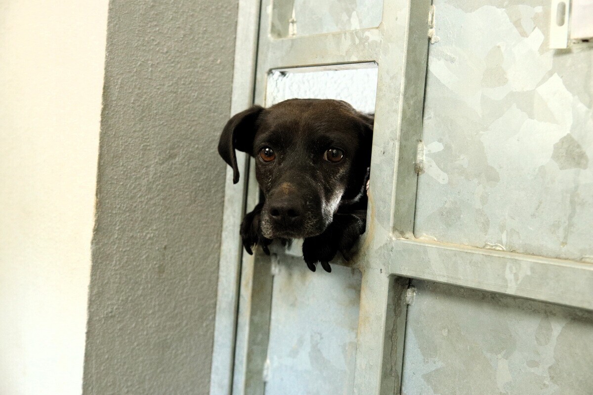 Dias abertos no CROAE - Adoção Responsável