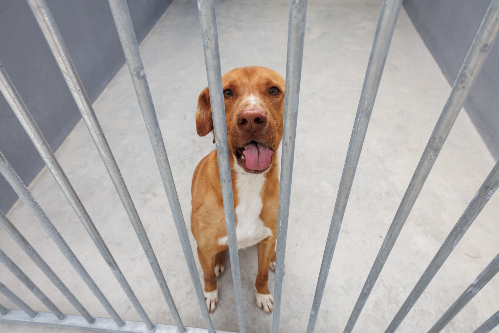 Moita lança cheque-veterinário para ajudar famílias carenciadas e incentivar a adoção