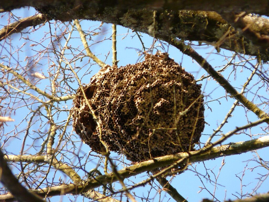 Vespa asiática: como proceder?