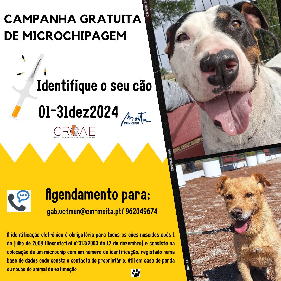 Município da Moita lança campanha gratuita de microchipagem