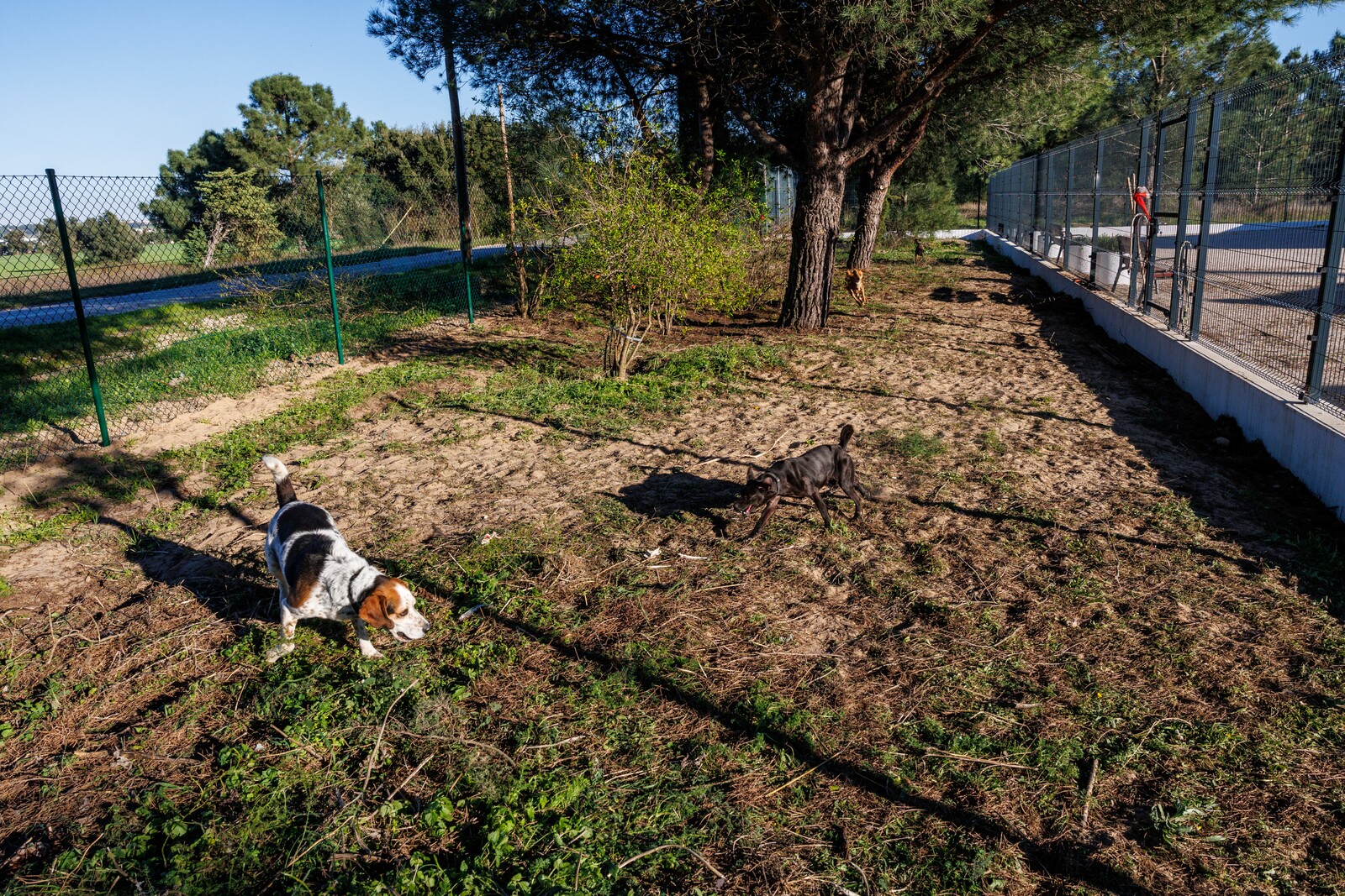 Patudos recebem presente de Natal antecipado