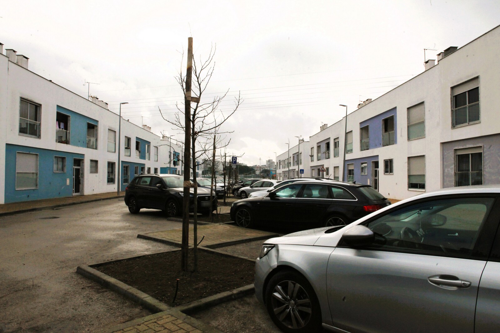 Terminada plantação de árvores na Vinha das Pedras