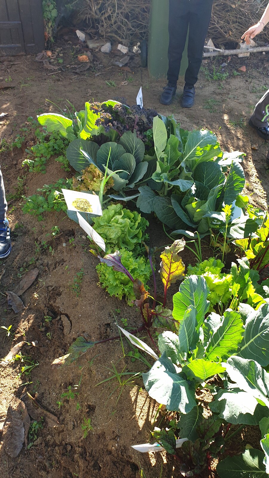 Hortas escolares em bom ritmo