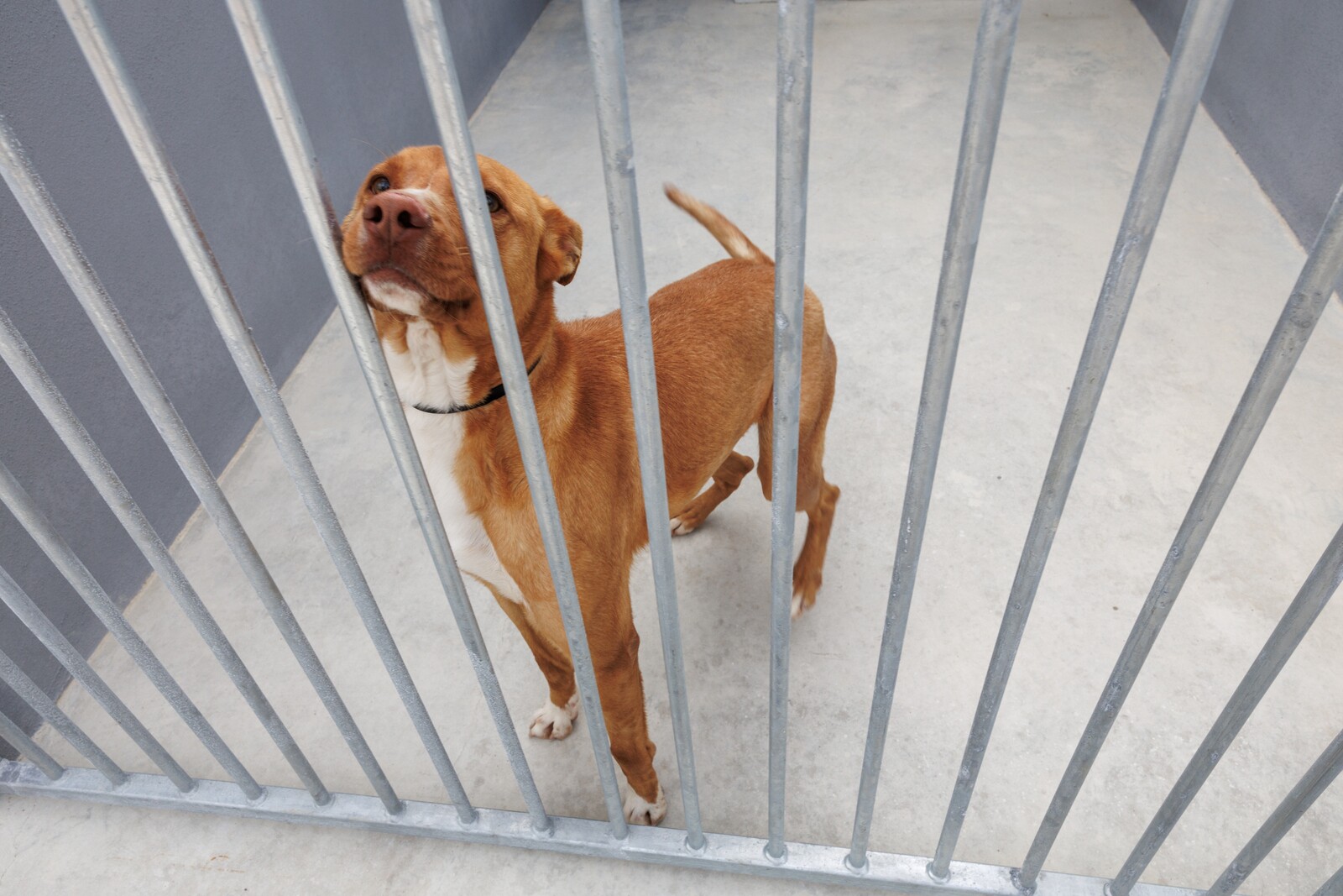 Campanha gratuita de microchipagem