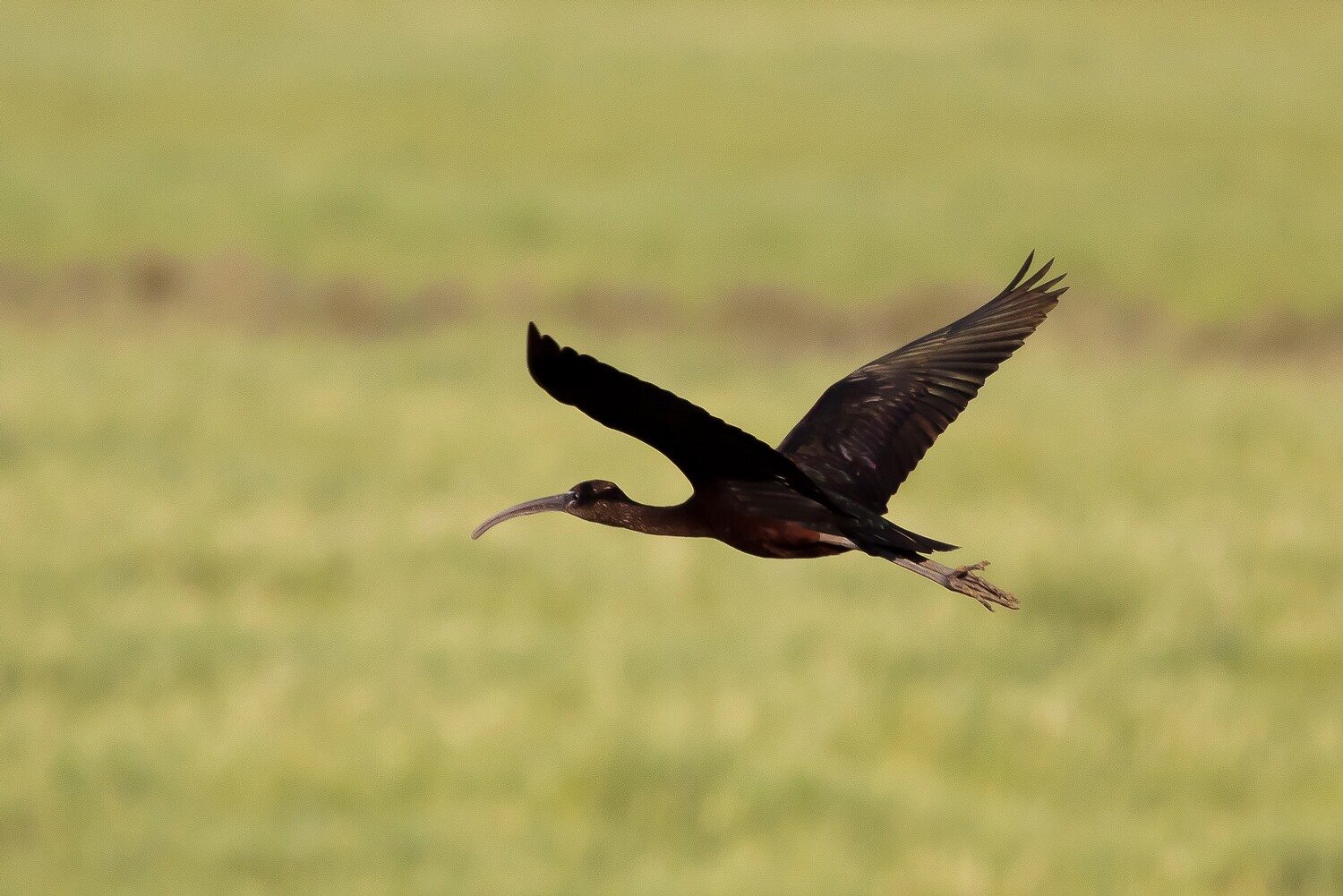 Percurso Asas Negras com inscrições abertas até dia 3 de abril