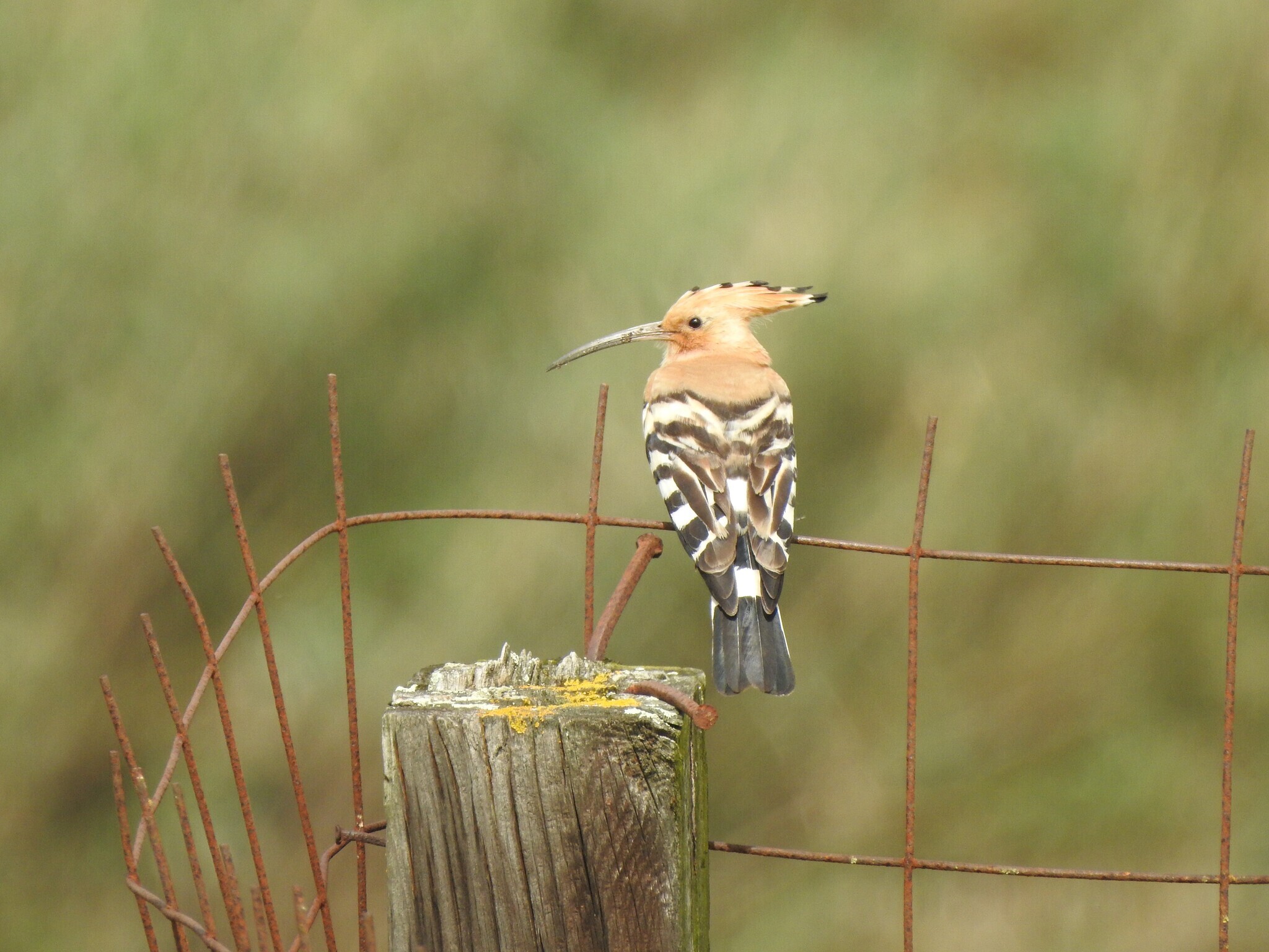 Alhos Vedros: Biodiversidade, desde o Cais ao Jardim