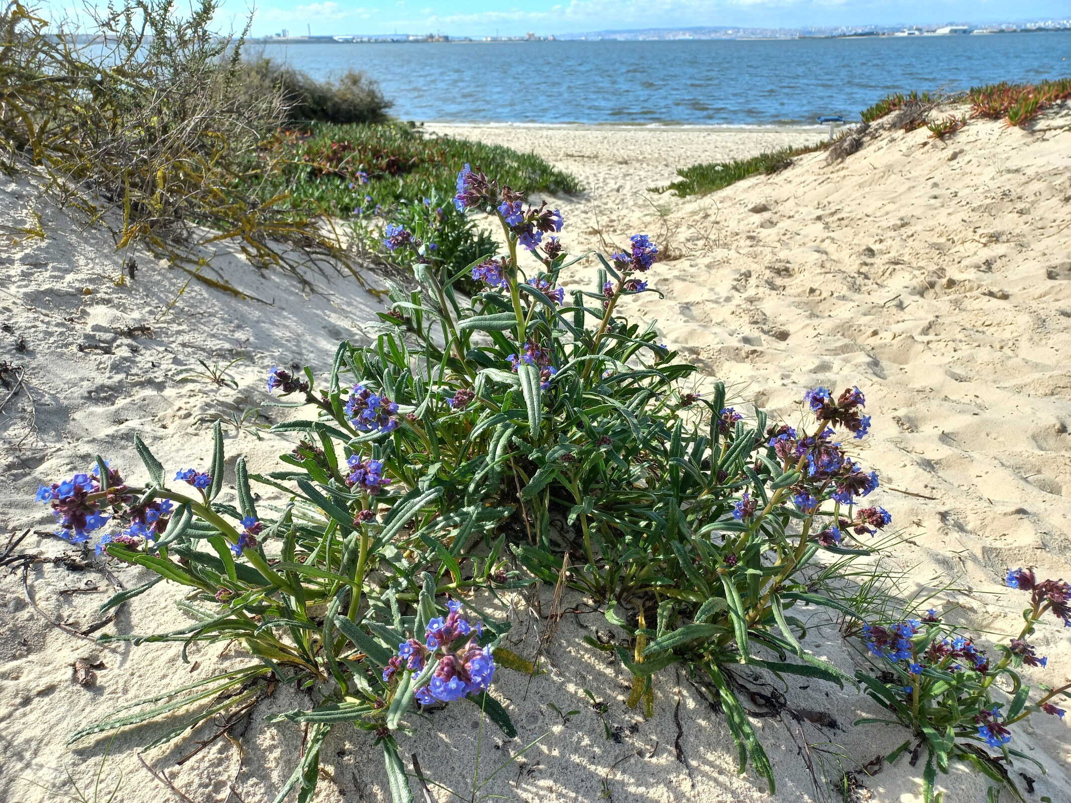 Venha assinalar o Dia Internacional da Biodiversidade com uma caminhada na Praia Fluvial do Rosário