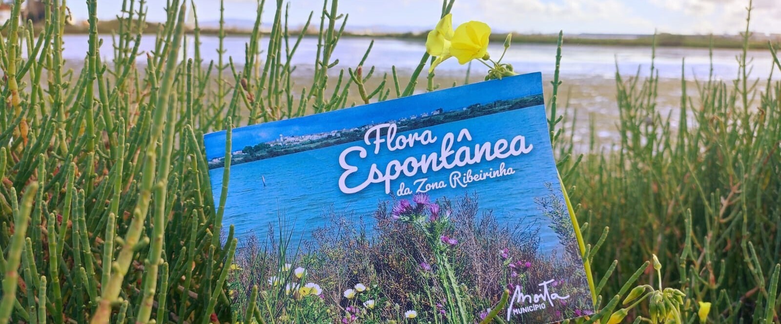 00-FloraMarinhas