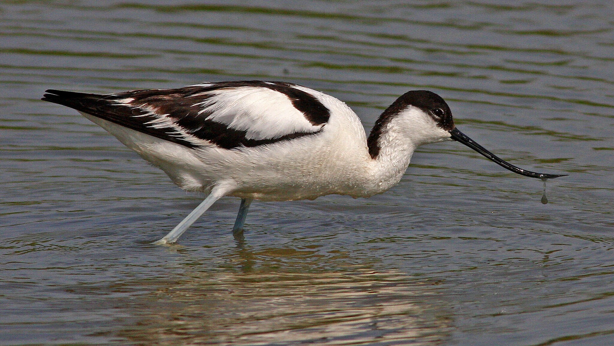 7-QRC1-Alfaiate_Recurvirostra avosetta (Frans Vandewalle)