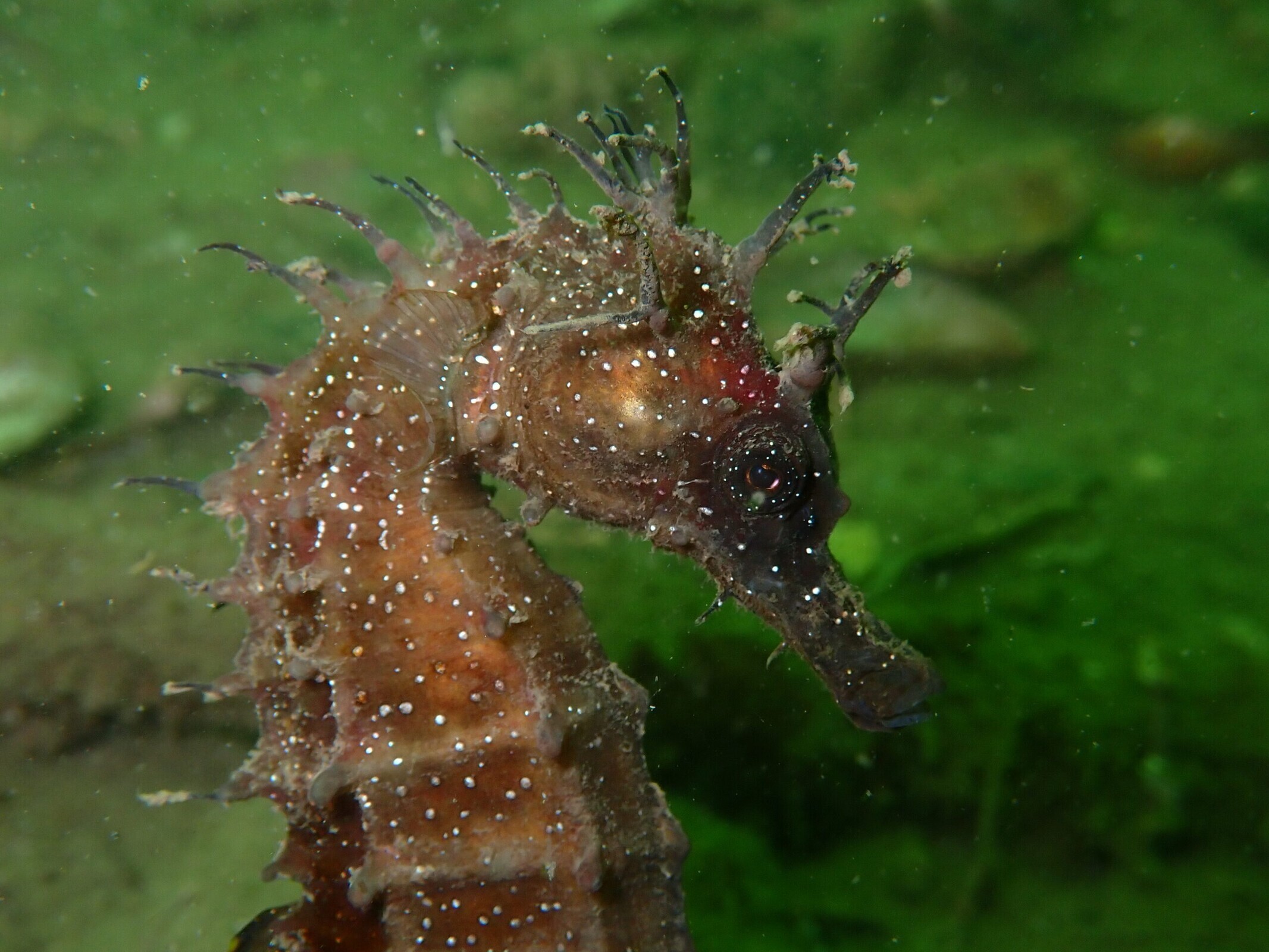 8 - QRC1-Cavalo-marinho(Hippocampus guttulatus (Mario-Rolim)