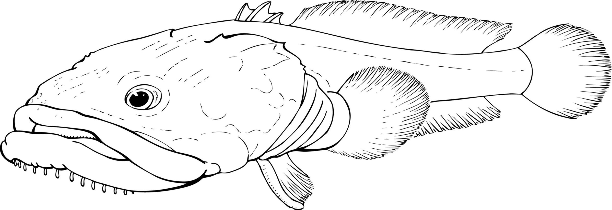 9-QRC1-Charroco_Halobatrachus didactylus (Ilust_Telma Costa)