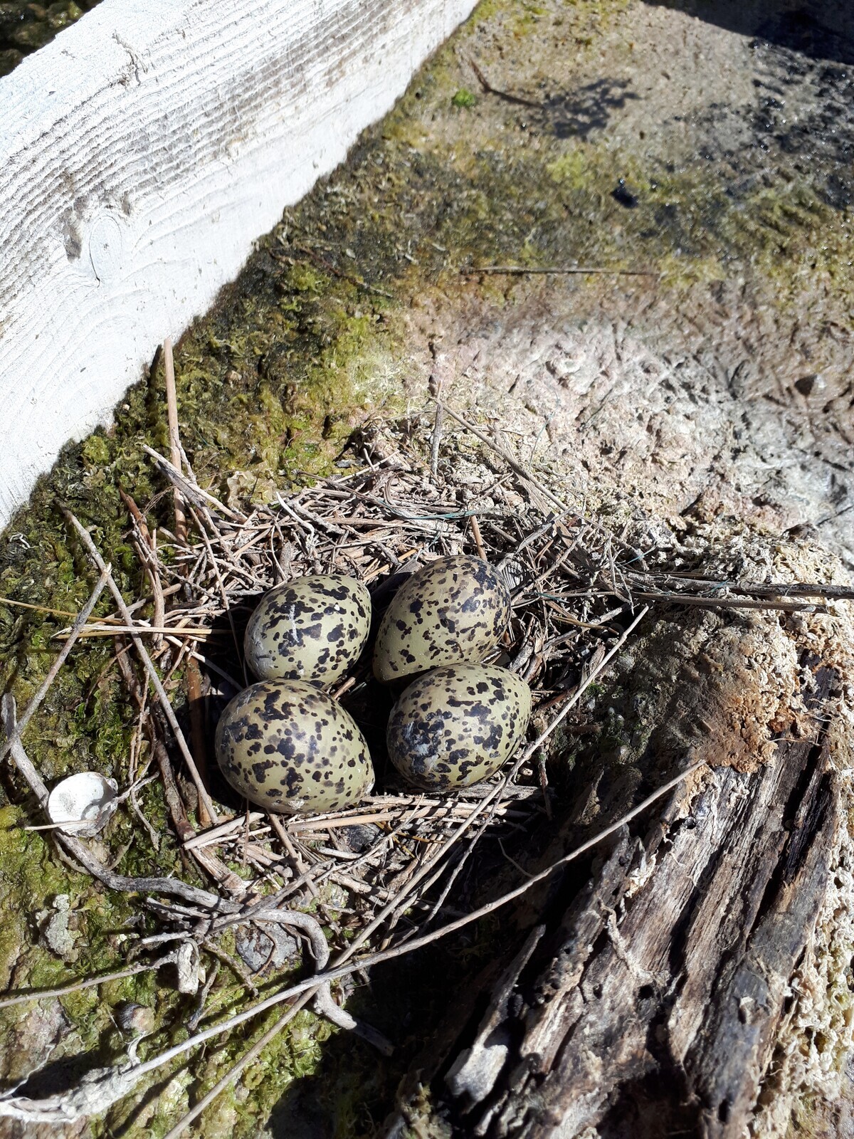 26-QRC2-Postura de perna-longa_Himantopus himantopus (Jos&eacute; Correia)