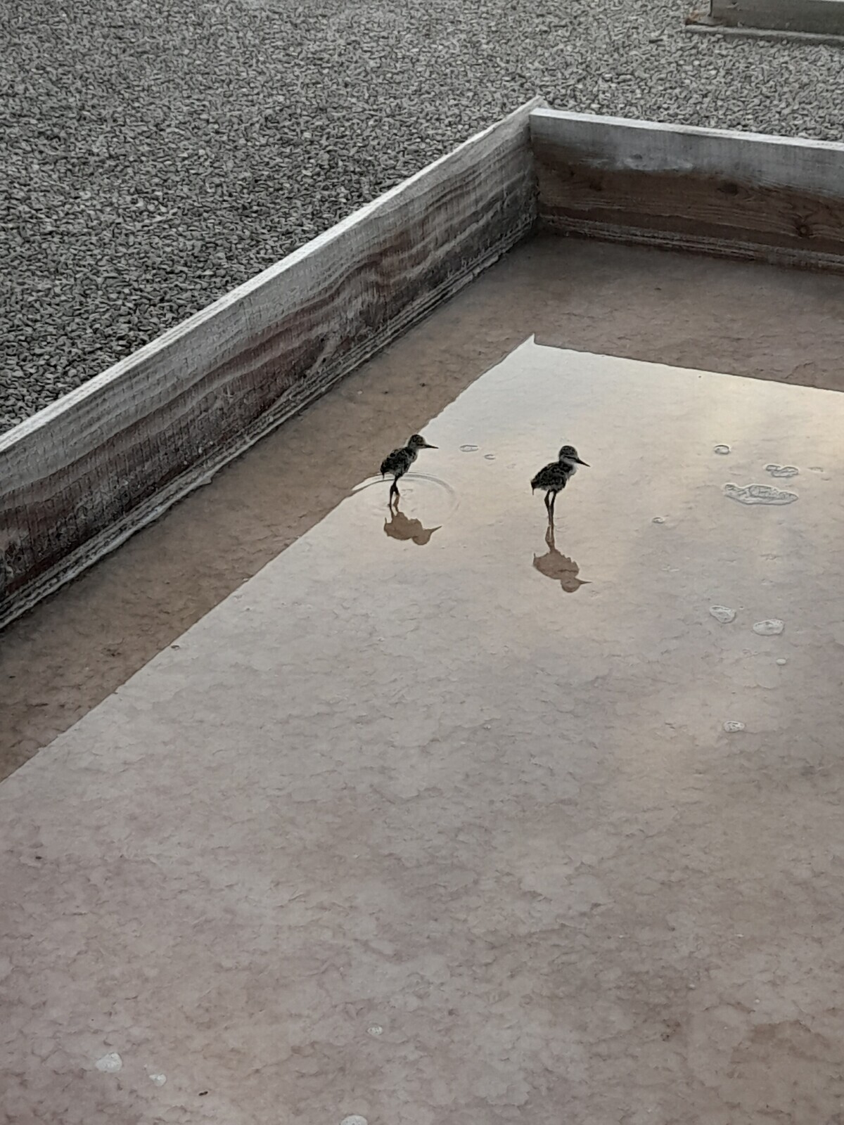 21-QRC2-Crias_perna-longa_na _salina (Jos&eacute; Castelo)