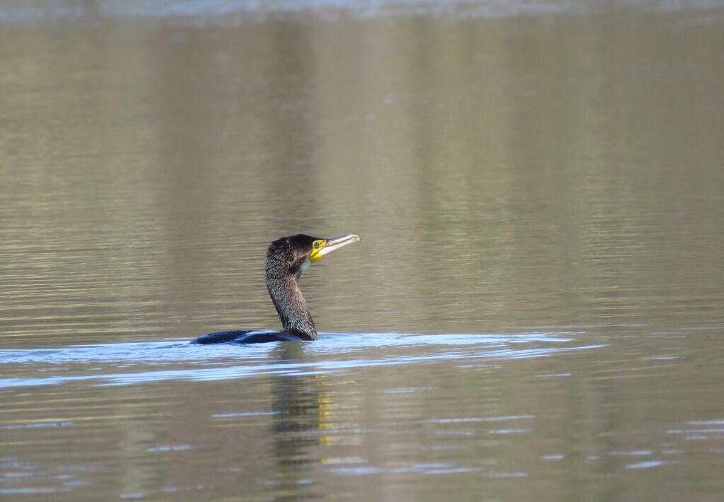 Great Cormorant (Phalacrocorax carbo)