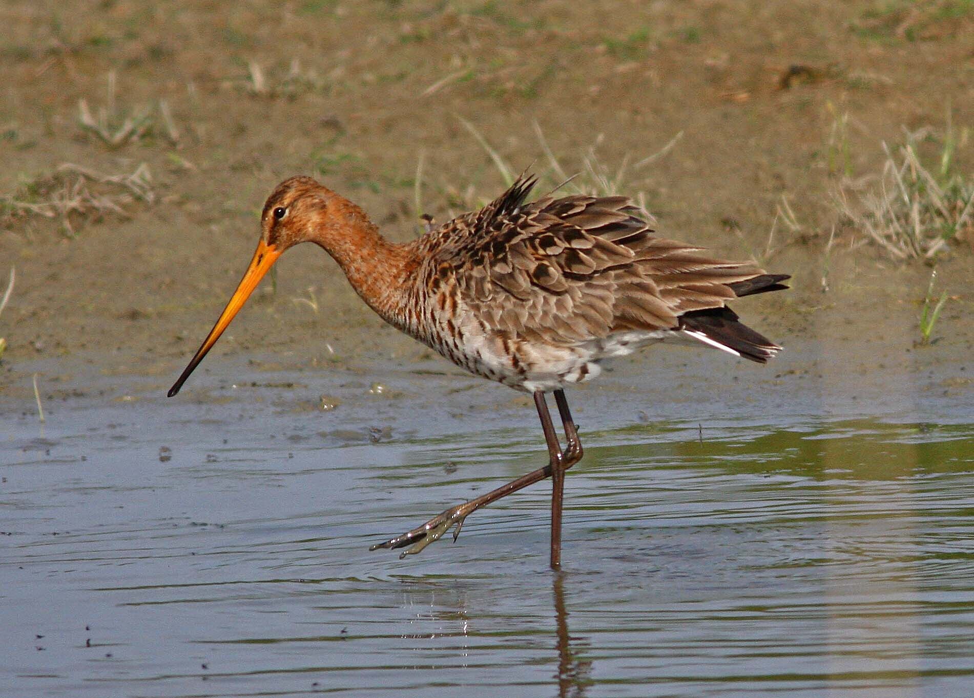 32-QRC3-Ma&ccedil;arico-de-bico-direito_Limosa limosa(Frans Vandewalle)