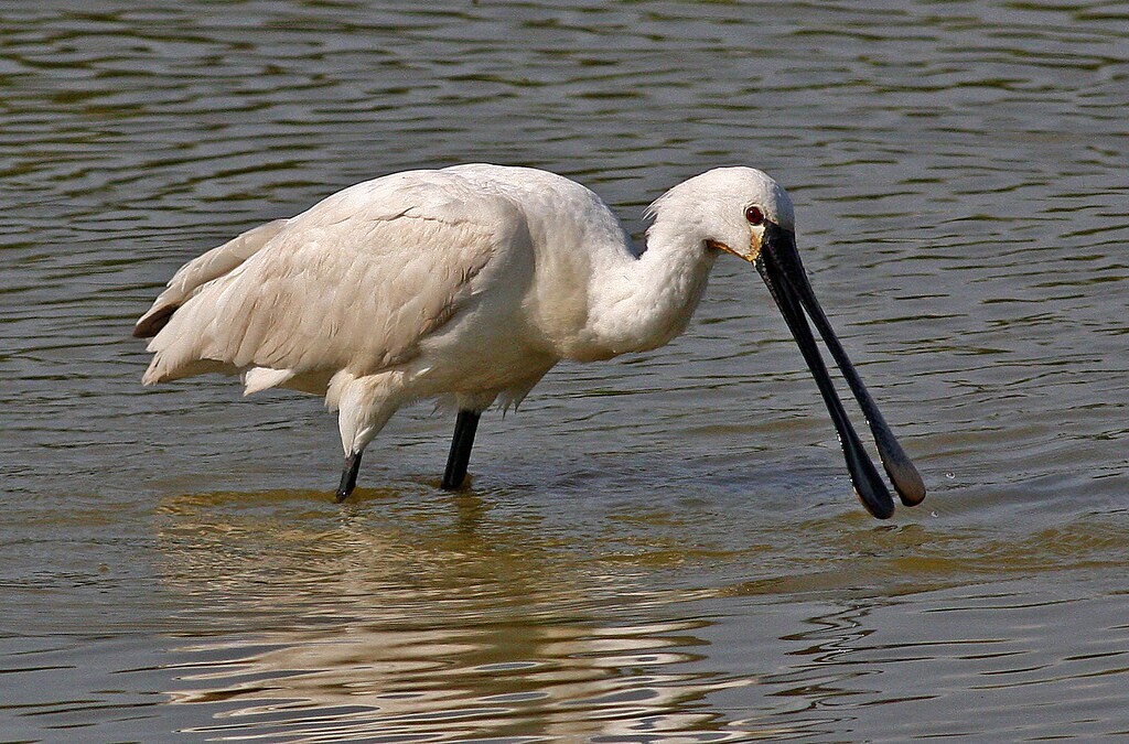 27-QRC3-Colhereiro_Platalea leucorodia (Frans Vandewalle)