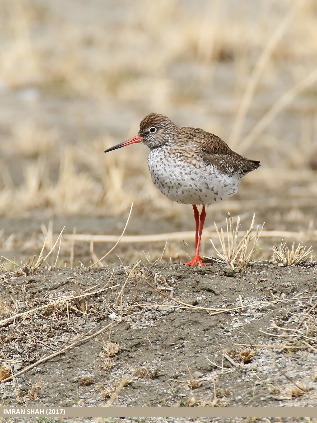 35-QRC3-Perna-vermelha_Tringa totanus (Imran Shah)