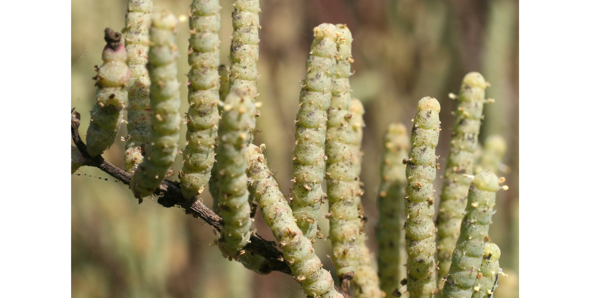 42-QRC4-Sarcoc&oacute;rnia_Sarcocornia fruticosa(Carlos Aguiar)