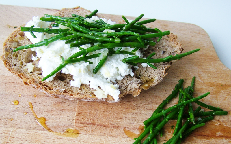 41-QRC4-Sarcocornia salteada (Salina Greens)