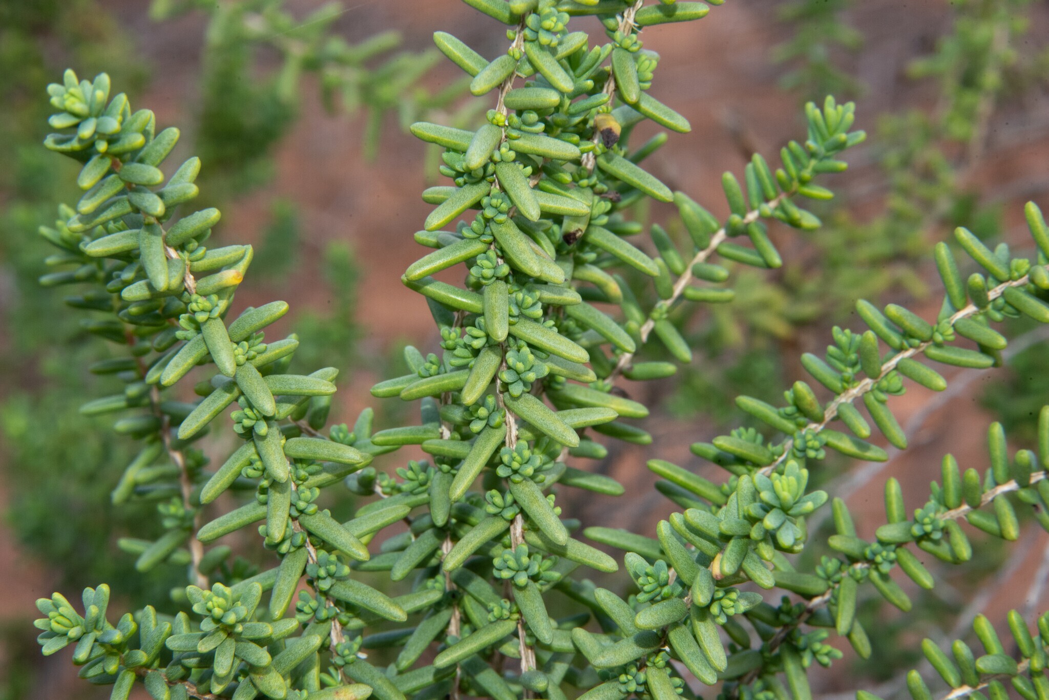 43-QRC4-Valverde-dos-sapais_Suaeda vera (Donald Loarie)