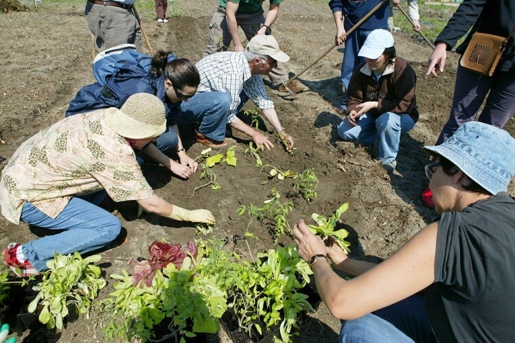 M&atilde;os &agrave; Horta 1
