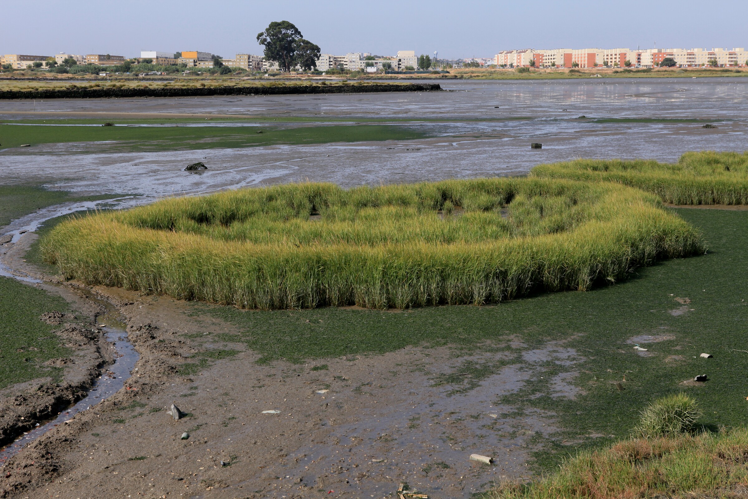 13-QRC1-Sapal-Zona com morra&ccedil;a_Spartina maritima