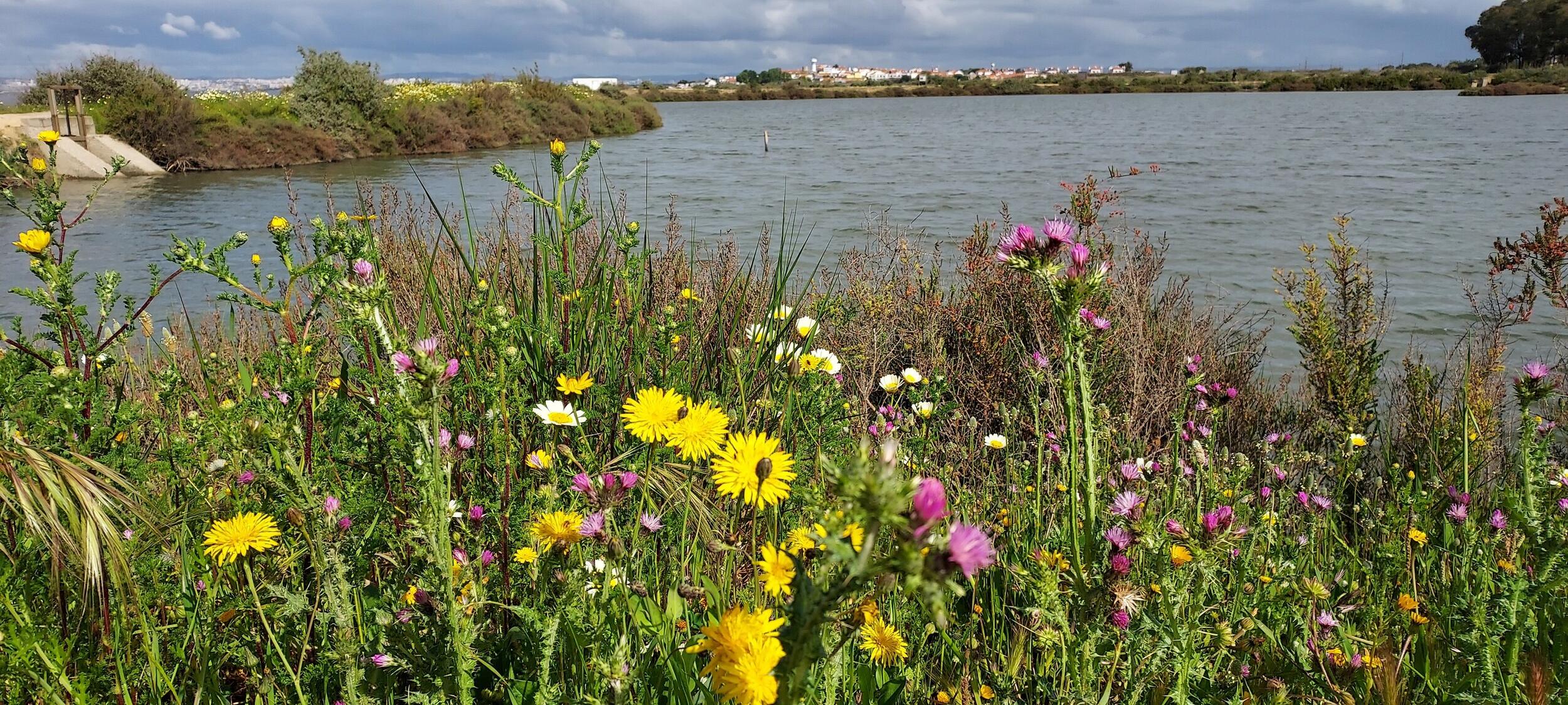 14-QRC1-Vista do viveiro da Marinha Pequena(Carla Correia)