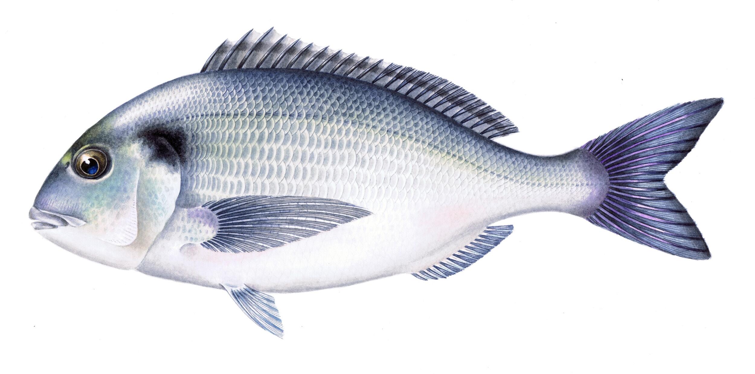 10-QRC1-Dourada_Sparus aurata (Ilust_Telma Costa)