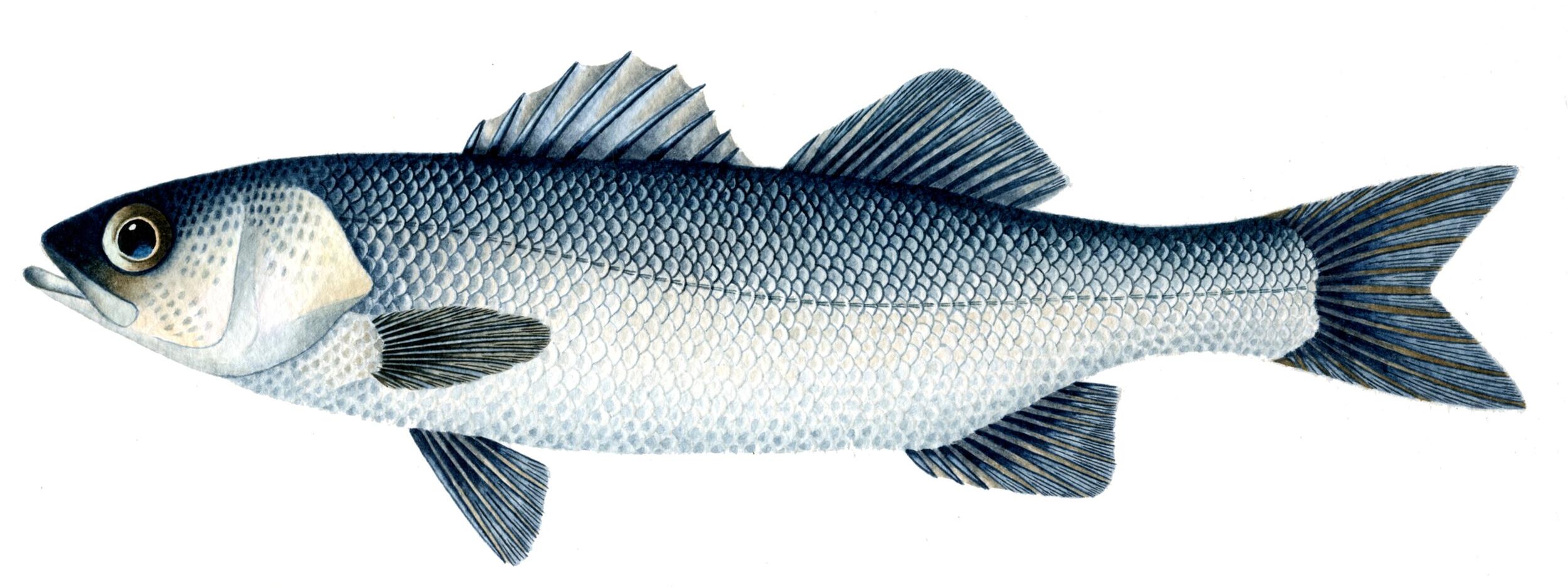 12-QRC1-Robalo_Dicentrarchus labrax ((Ilust_Telma Costa)