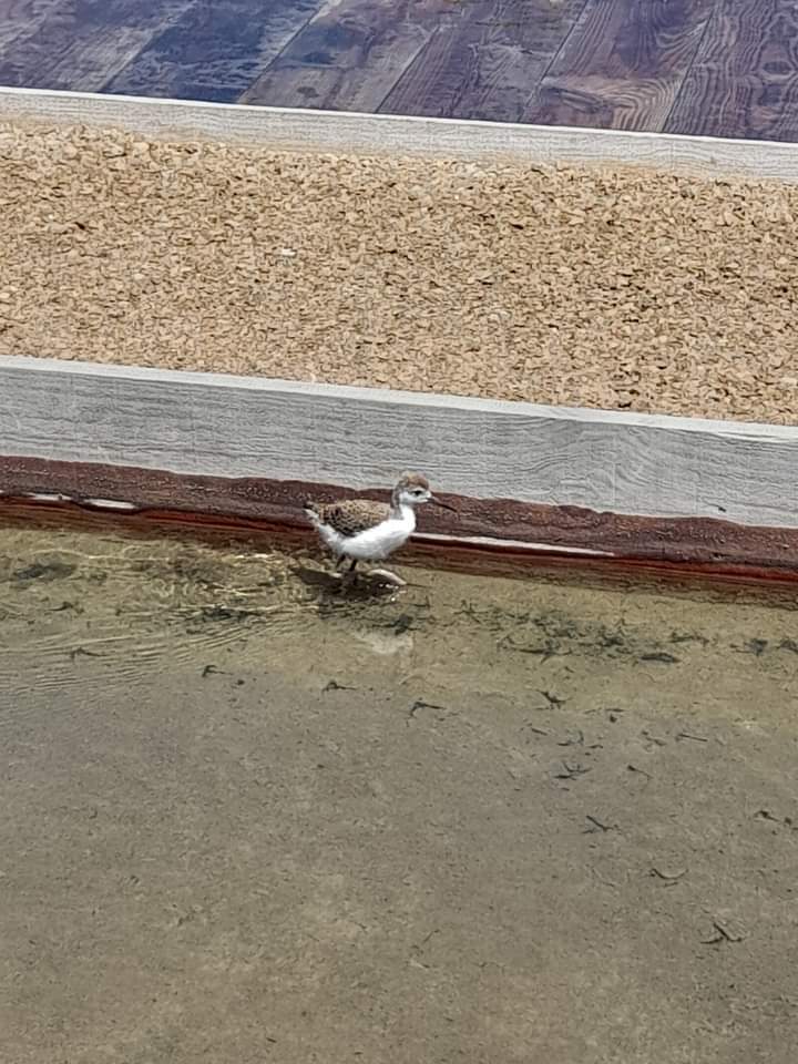 22-QRC2-Juvenil de perna-longa na salina (Jos&eacute; Castelo)