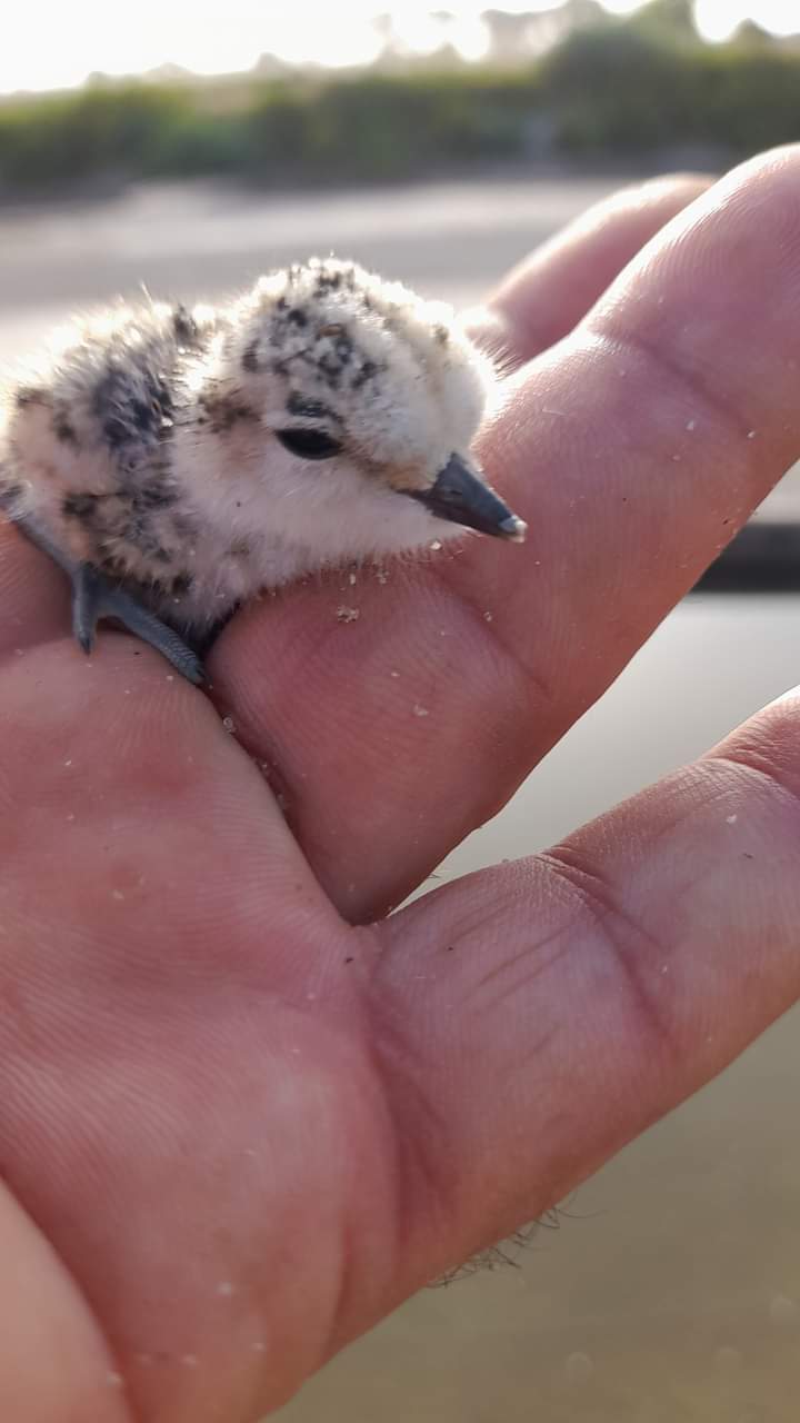 18-QRC2-Borrelho-de-coleira-interrompida (cria)(Jos&eacute; Castelo)