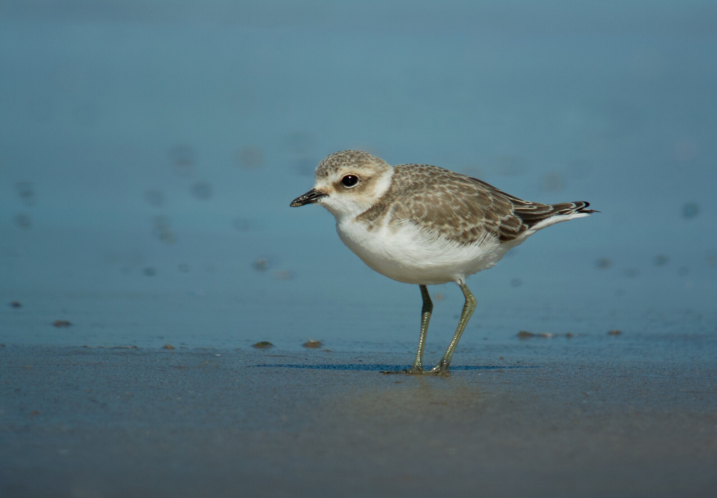 17-QRC2-Borrelho-de-coleira-interrompida (adulto)_Charadrius_alexandrinus (Frank Vassen)