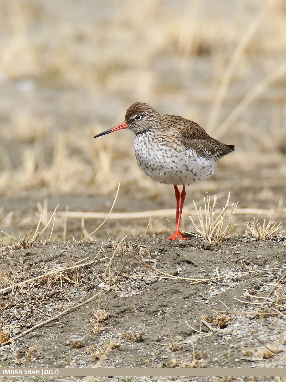 35-QRC3-Perna-vermelha_Tringa totanus (Imran Shah)