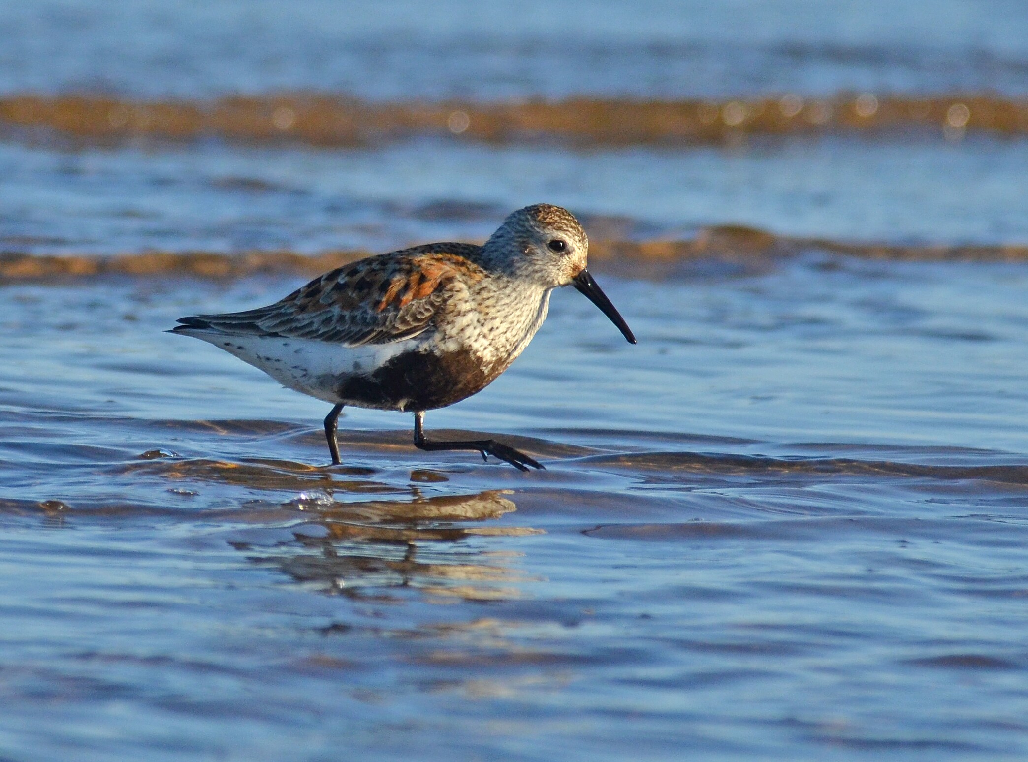 36-QRC3-Pilrito-comum ou pilrito-de-peito-preto_Calidris alpina(Ekaterina Chernetsova)