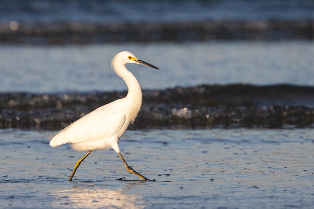30-QRC3-Gar&ccedil;a-branca-pequena (M&aacute;rcio_Motta)