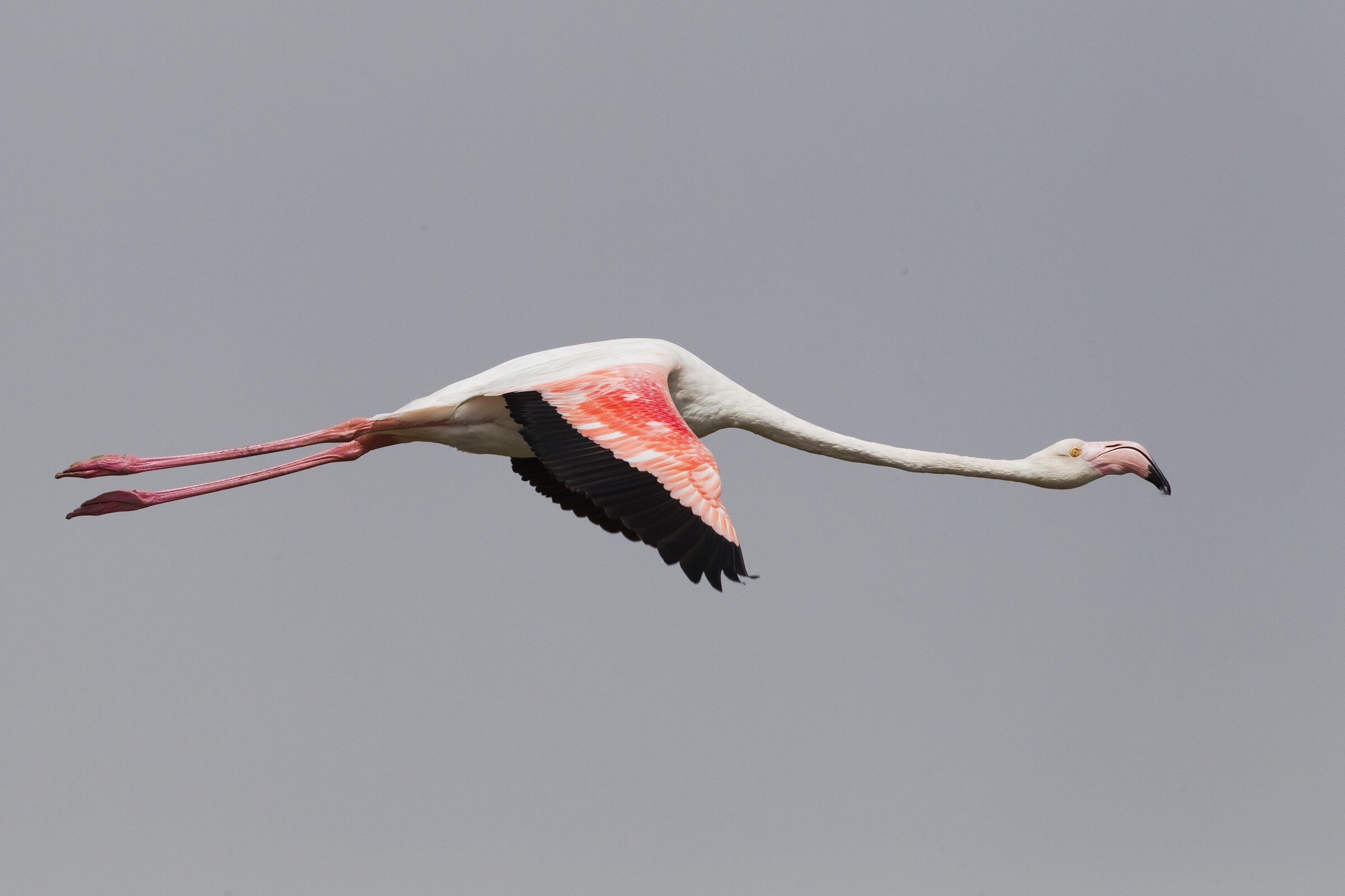 28-QRC3-Flamingo-comum_Phoenicopterus_roseus (Yathin S Krishnappa)