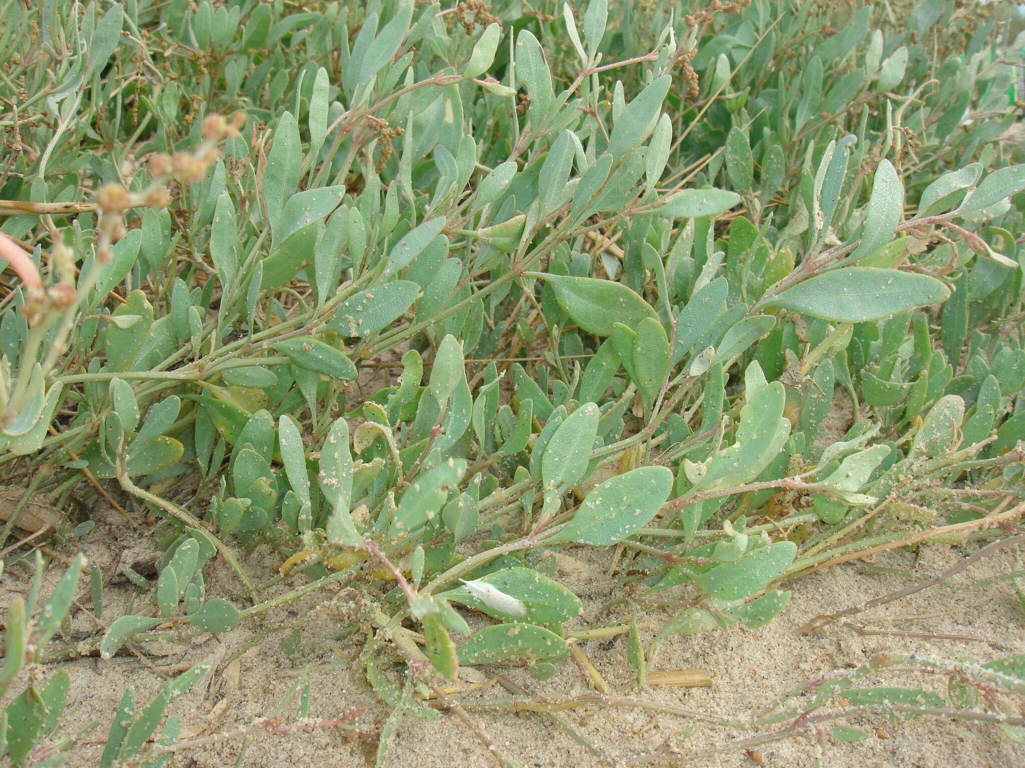 38-QRC4-Gramata-branca_Halimione_portulacoides