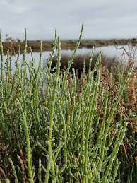 Salina Greens Salic&oacute;rnia