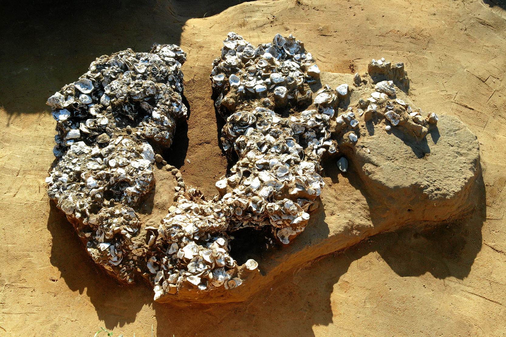 50-QRC5-Ostreira Neol&iacute;tico (Gaio)