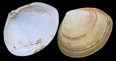 48-QRC5-Lambujinha_Scrobicularia plana(Jan Johan ter Poorten)