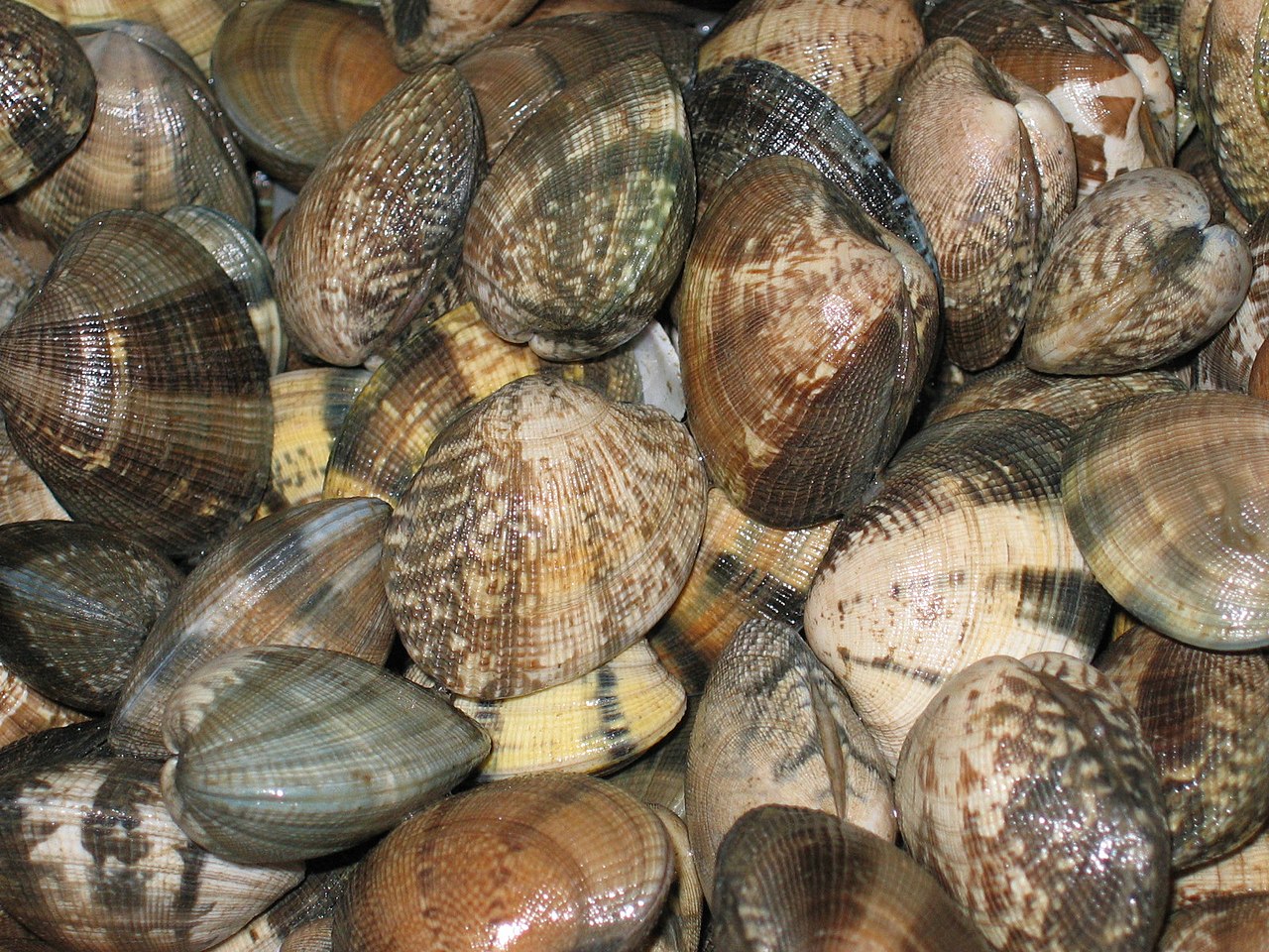 44-QRC5-Ameijoa-japonesa_Ruditapes philliparum (Lameiro)