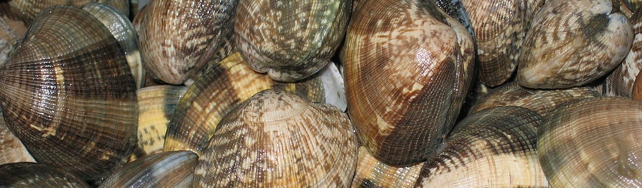 44-QRC5-Ameijoa-japonesa_Ruditapes philliparum (Lameiro)