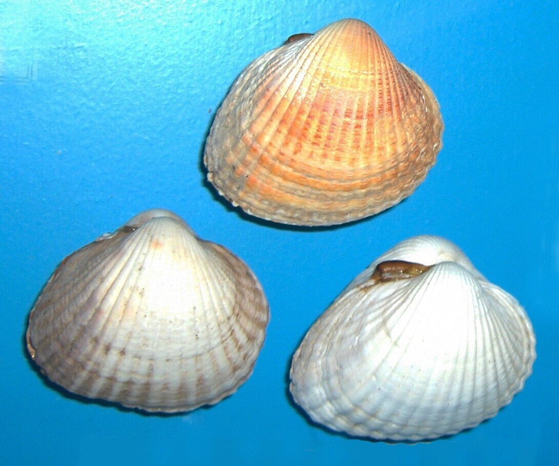 45-QRC5-Berbig&atilde;o_Cerastoderma_edule_(Georges Jansoone)