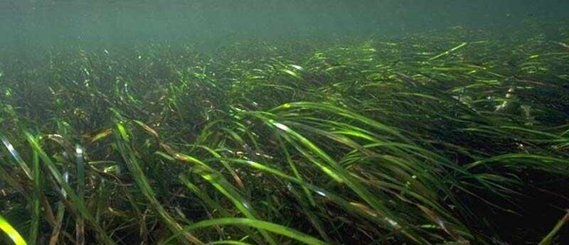 11-QRC1-Prado de ervas marinhas de Zostera sp (Sue Scott)